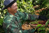 Giá cà phê tăng vọt khi nông dân chuyển sang trồng sầu riêng