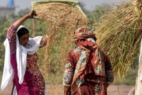 Xuất khẩu gạo của Pakistan đạt kỷ lục sau lệnh cấm xuất khẩu của Ấn Độ