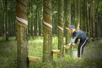 Cao su Phước Hoà (PHR) biến động lãnh đạo trước thềm Đại hội đồng cổ đông năm 2024