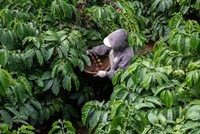 Giá cà phê có thể tiếp tục tăng cao