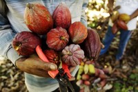 Indonesia có kế hoạch đẩy mạnh phát triển ngành ca cao và dừa