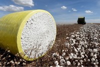Giá bông sụt giảm khi sản lượng của Brazil tăng mạnh