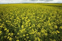 Trung Quốc sẽ tiến hành điều tra chống bán phá giá đối với cải dầu và hóa chất của Canada