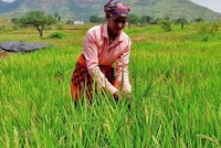 Ấn Độ đang cân nhắc nới lỏng hạn chế xuất khẩu gạo non-basmati