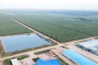 Hoàng Anh Gia Lai (HAG) chậm thanh toán hơn 4.501 tỷ đồng gốc và lãi trái phiếu