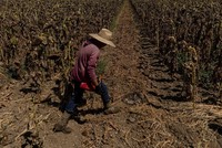 Thời tiết khắc nghiệt có thể đẩy vụ thu hoạch ngô xuống mức thấp nhất trong nhiều thập kỷ