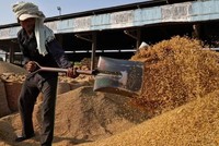 Indonesia đang cân nhắc nhập khẩu 1 triệu tấn gạo từ Ấn Độ vào năm tới