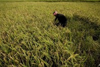 Ấn Độ gieo trồng nhiều loại cây có khả năng chống chịu với biến đổi khí hậu