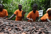 Ca cao là hàng hoá tăng giá mạnh nhất trong năm nay