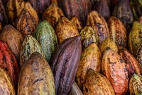 Ca cao dẫn đầu đợt tăng giá hàng hóa toàn cầu trong năm thứ hai liên tiếp