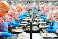 Thủy sản Minh Phú (MPC): Một lãnh đạo vừa bán ra 242.000 cổ phiếu sau nhịp giảm gần 18%