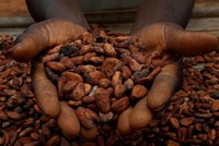 Lượng dự trữ ca cao giảm xuống mức thấp kỷ lục