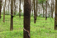 Giá cao su hồi phục khi nguồn cung thắt chặt