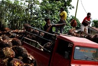 Thị trường dầu cọ gặp áp lực sau khi Indonesia hạn chế xuất khẩu