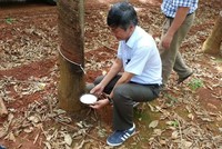 Đầu tư Cao su Đắk Lắk (DRI) muốn niêm yết cổ phiếu trên HOSE