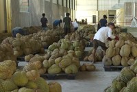 Indonesia đặt mục tiêu bắt đầu xuất khẩu sầu riêng đông lạnh sang Trung Quốc trong năm nay