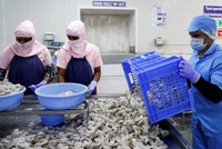 Ngành tôm Ấn Độ gặp khó khăn trước áp lực thuế quan của Mỹ