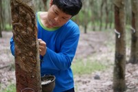 Giá cao su Thái Lan giảm mạnh do thuế quan làm giảm nhu cầu ô tô