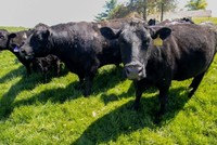 Giá thịt bò ở Mỹ tăng vọt khi gia súc tồn kho thấp nhất trong 70 năm