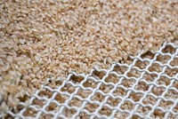 Giá gạo giảm xuống mức thấp nhất trong gần một thập kỷ