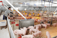 Lãnh đạo Dabaco Việt Nam (DBC) đăng ký bán 500.000 cổ phiếu sau nhịp tăng giá 62,4%