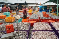 Thuế quan đẩy giá tôm tại Mỹ tăng cao