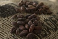 Giá ca cao giảm xuống mức thấp nhất trong 20 tháng