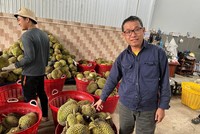 Sầu riêng Việt Nam thắng lớn tại thị trường Trung Quốc