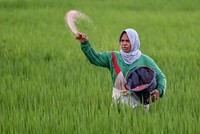 Nguồn cung lương thực toàn cầu có thể bị ảnh hưởng nghiêm trọng nếu xung đột Trung Đông kéo dài