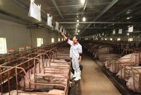 Dabaco Việt Nam (DBC): Lãi quý I/2026 giảm 26,4% khi giá heo hơi thấp hơn cùng kỳ