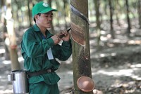 Cao su Phước Hoà (PHR): Lãi đột biến quý I/2026 nhờ bồi thường thực hiện dự án