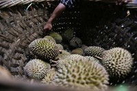 Nhập khẩu sầu riêng của Trung Quốc tăng vọt trong nửa đầu năm