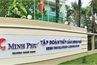 6 tháng, Thuỷ sản Minh Phú (MPC) lãi 415,4 tỷ đồng và dòng tiền âm thêm 390,7 tỷ đồng