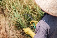 Nông nghiệp tiến bộ và dự trữ dồi dào giúp làm giảm cú sốc El Nino