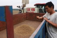 Giá lúa mì leo thang khi xuất khẩu qua Biển Đen bị gián đoạn