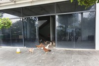 Biệt thự chục tỷ tại khu đô thị của Kiến Á chỉ để... nuôi gà