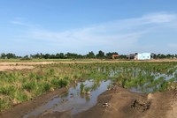 Cánh đồng lúa chưa được san lấp mặt bằng nhưng vẫn biến thành dự án mang tên tây "Lotus New City" và bán cho khách hàng.