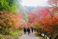 Nhật Bản có thể thu hút giới siêu giàu đến du lịch 