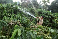 Gia đình anh H’Nich, dân tộc Ba Na ở Làng K’Tăng, xã K’Dang, huyện Đắk Đoa, tỉnh Gia Lai vay vốn hộ mới thoát nghèo đầu tư trồng cà phê