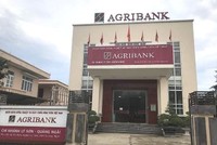 Agribank Lý Sơn đóng vai trò tích cực thúc đẩy quá trình phát triển kinh tế- xã hội 
huyện đảo tiền tiêu của Tổ quốc
