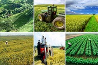 Tìm hiểu về chính sách tín dụng phục vụ phát triển nông nghiệp, nông thôn