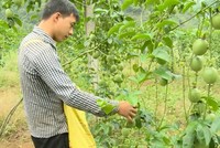 Cho vay các nhu cầu phục vụ đời sống của cư dân trên địa bàn nông thôn