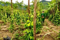 Xây dựng một nền nông nghiệp xanh, an toàn bền vững