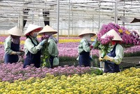 Điều kiện, thủ tục vay vốn theo Chương trình cho vay theo Nghị định 55 