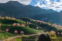 “Em ơi mùa xuân đến rồi đó, thắm đỏ ngàn hoa khát mặt trời“