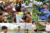 Hộ nghèo được vay tối đa 100 triệu đồng