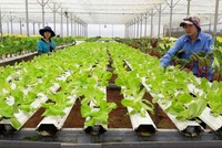 Về lãi suất cho vay chương trình nông nghiệp ứng dụng công nghệ cao