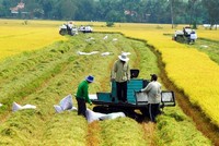 Tiếp tục đẩy mạnh cho vay thu mua lúa gạo Đồng bằng sông Cửu Long