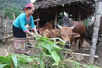 Đối tượng vay vốn theo quy định tại Quyết định số 2085/QĐ-TTg ngày 31/10/2016