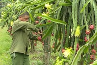 Tìm hiểu về chính sách tín dụng cho nông nghiệp và nông thôn